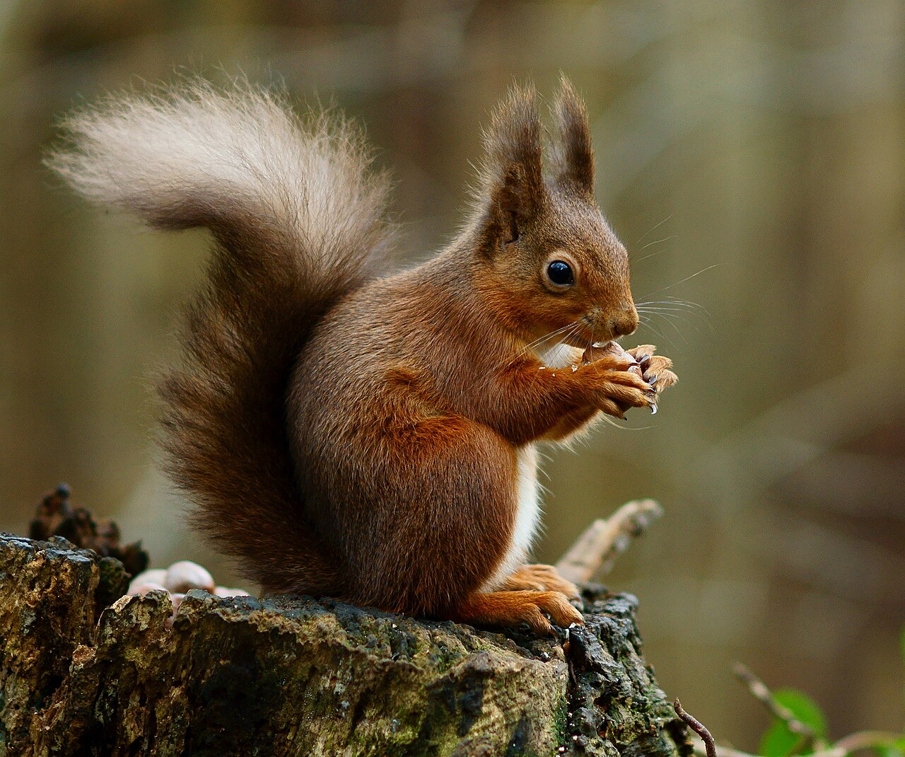 Écureuil roux (Sciurus vulgaris) en photographie