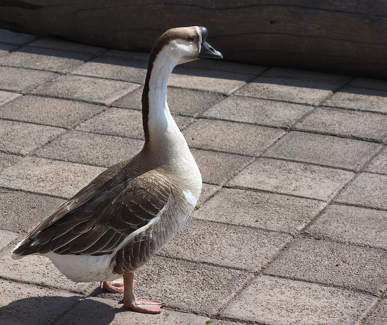 Oie cygnoïde (Anser cygnoides) en photographie