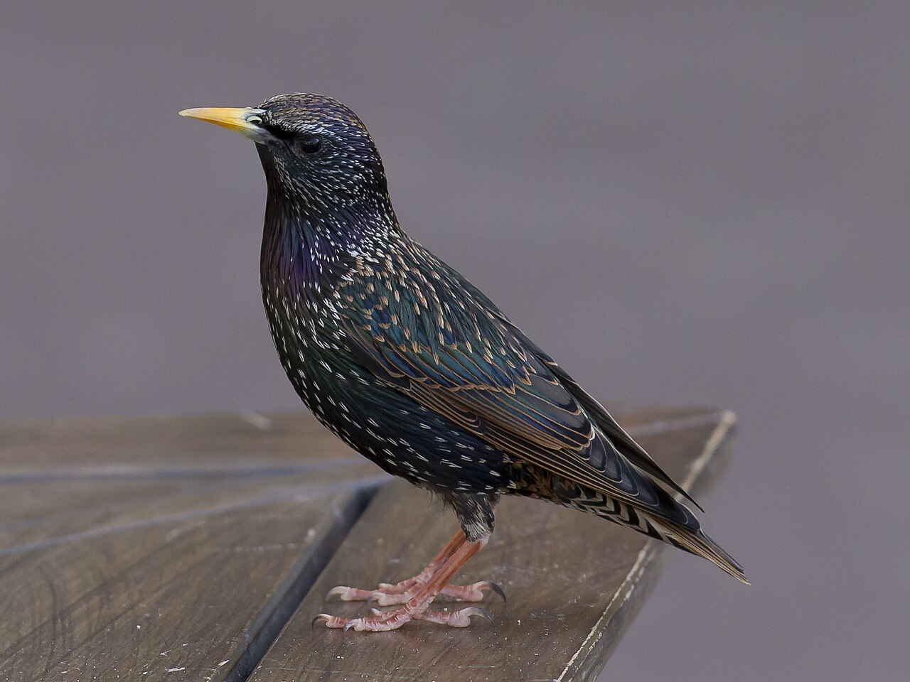 Étourneau sansonnet (Sturnus vulgaris) en photographie