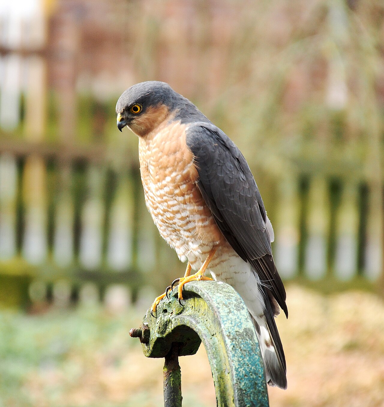 Épervier d'Europe (Accipiter nisus) en photographie