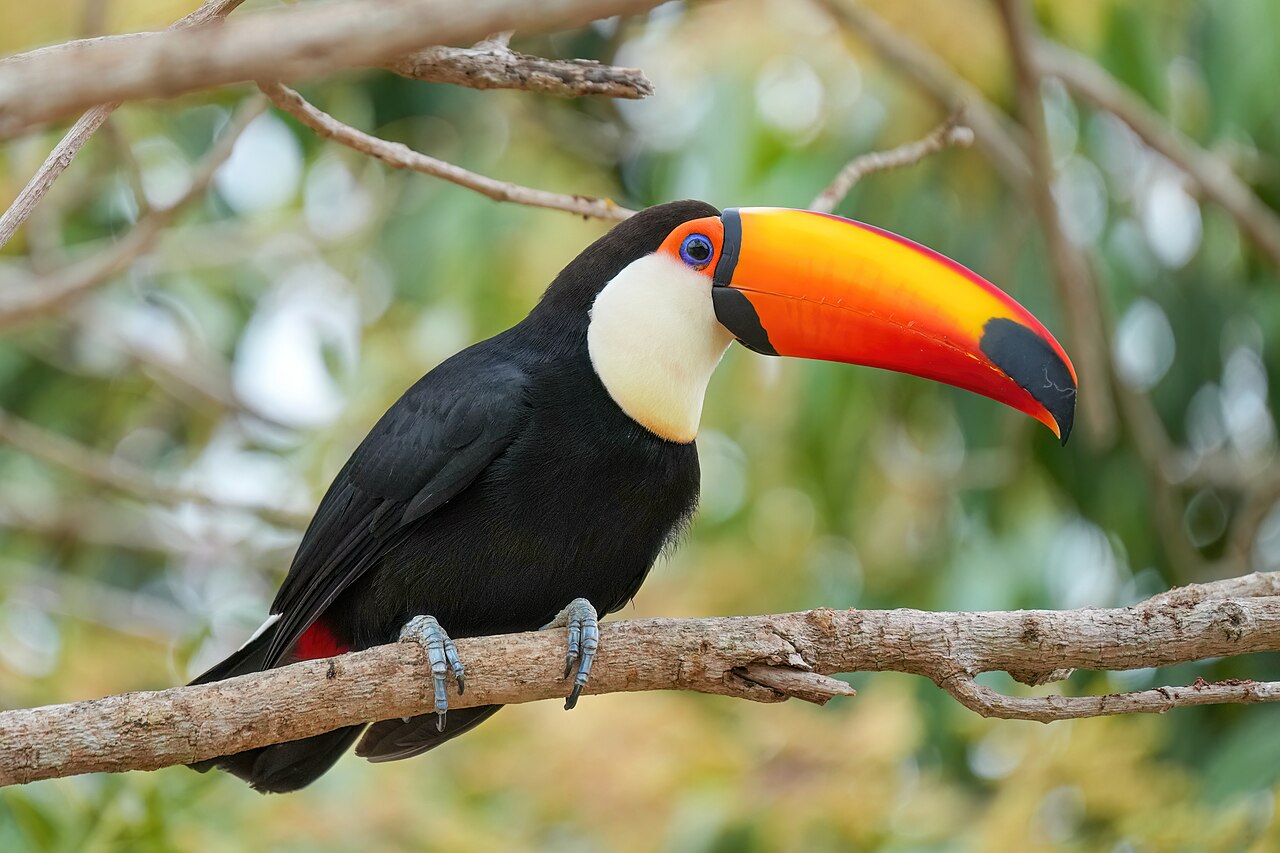 Toucan toco (Ramphastos toco) en photographie
