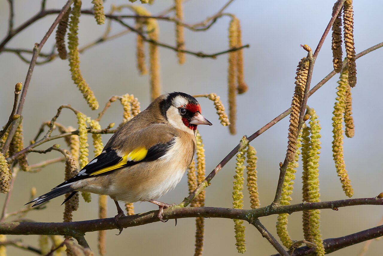 Chardonneret élégant (Carduelis carduelis) en photographie