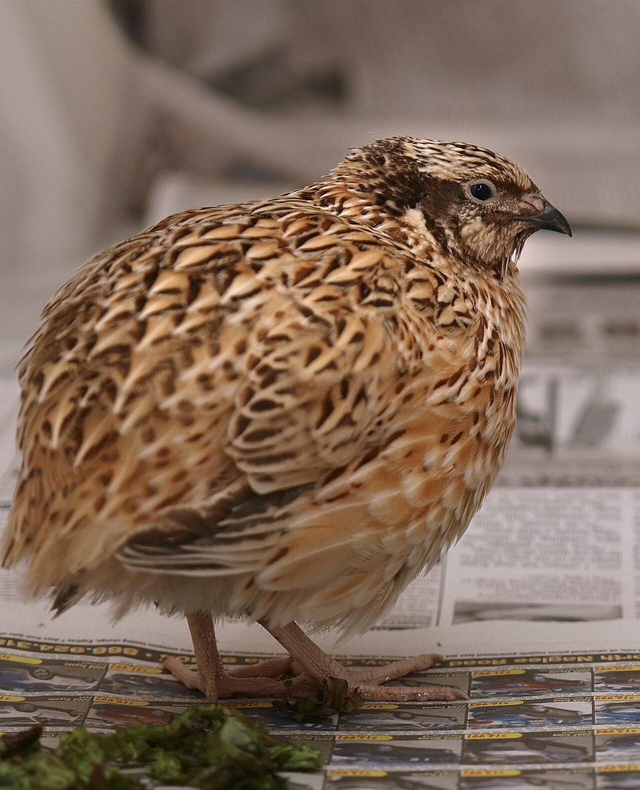 Caille du Japon (Coturnix japonica) en photographie