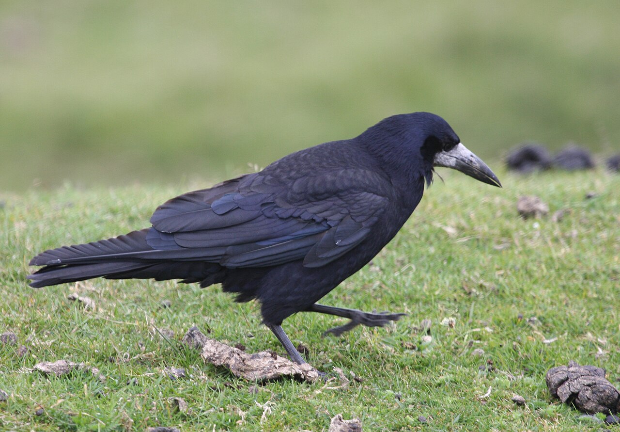Corbeau freux (Corvus frugilegus) en photographie