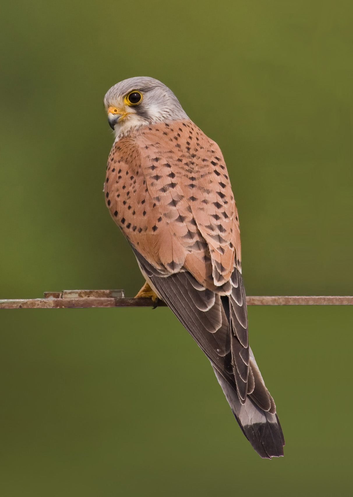Faucon crécerelle (Falco tinnunculus) en photographie