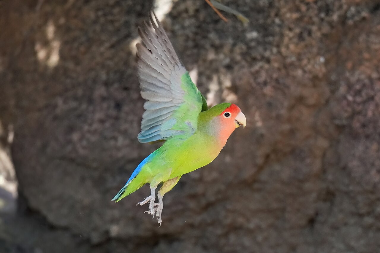 Inséparable rosegorge (Agapornis roseicollis) en photographie