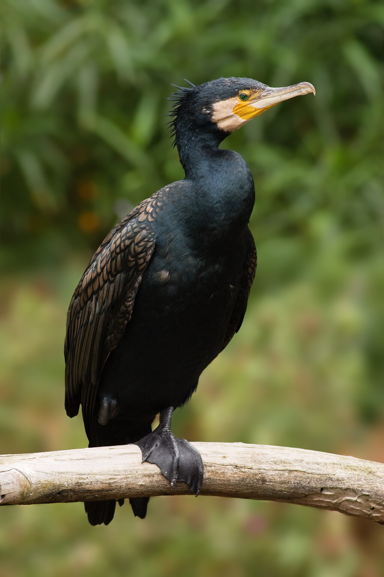 Grand cormoran (Phalacrocorax carbo) en photographie
