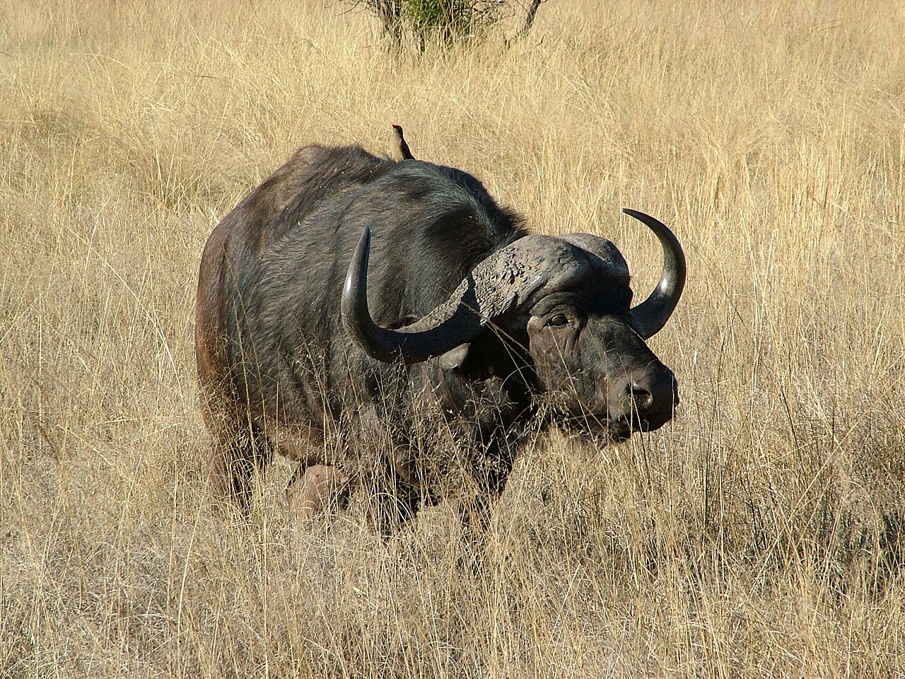 Buffle d'Afrique (Syncerus caffer) en photographie