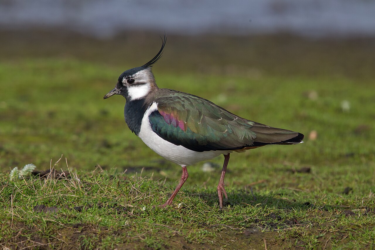 Vanneau huppé (Vanellus vanellus) en photographie