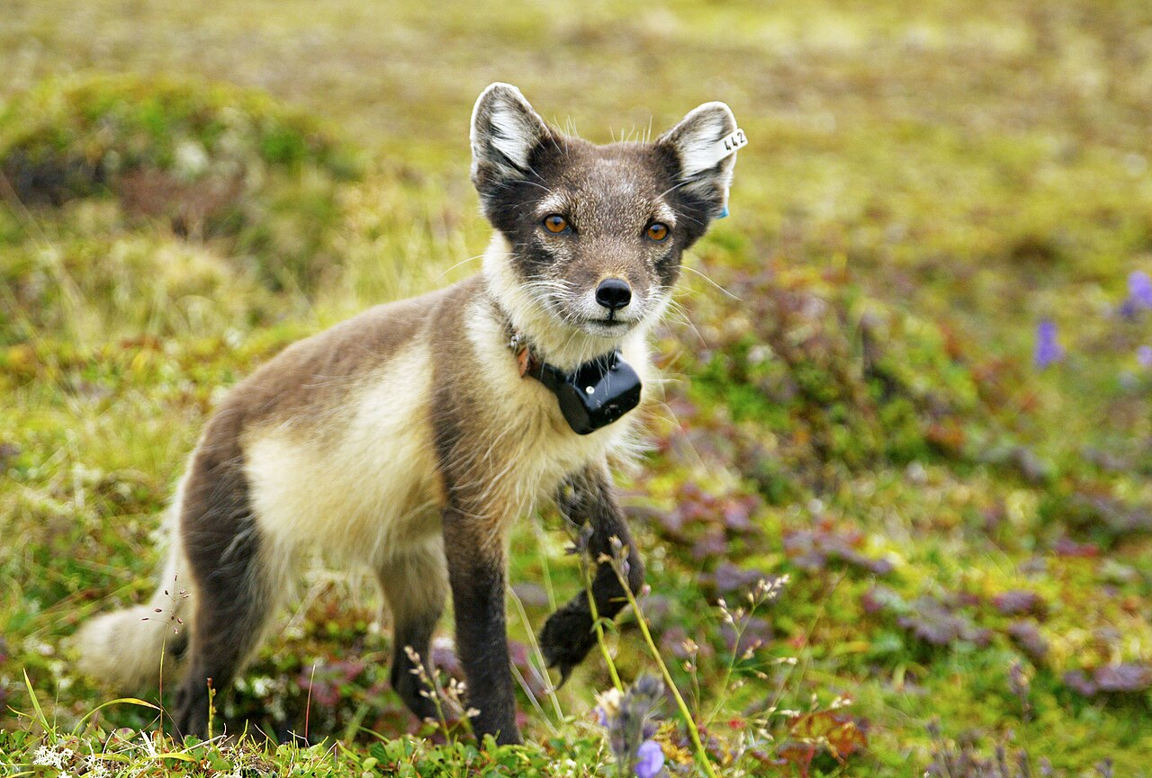 Renard arctique (Vulpes lagopus) en photographie