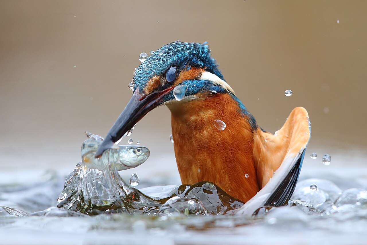 Martin-pêcheur d'Europe (Alcedo atthis) en photographie