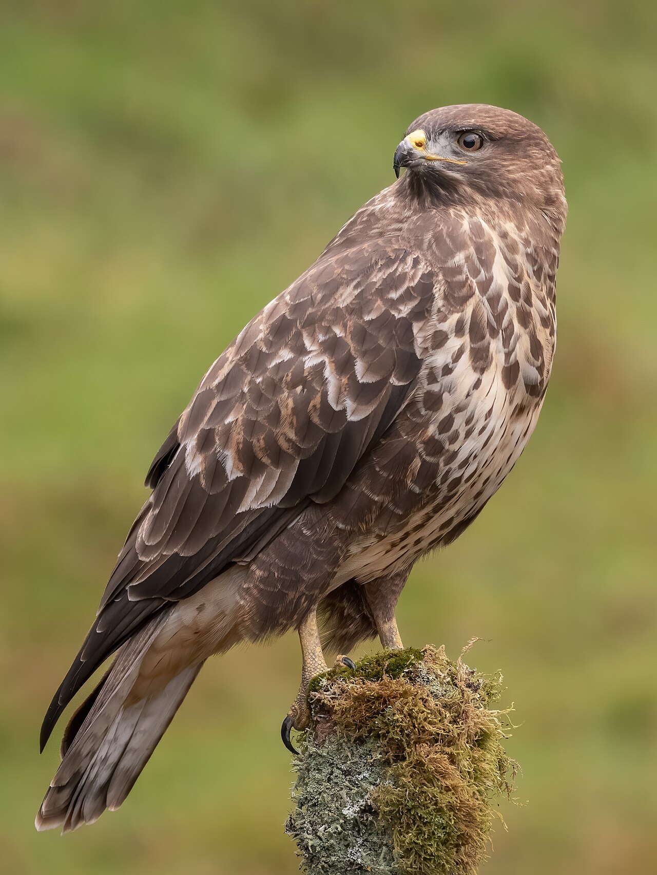 Buse variable (Buteo buteo) en photographie