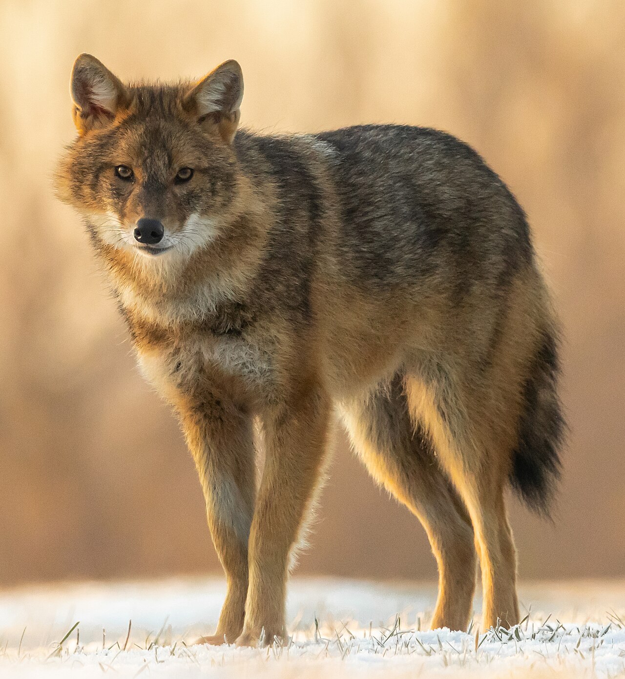 Chacal doré (Canis aureus) en photographie