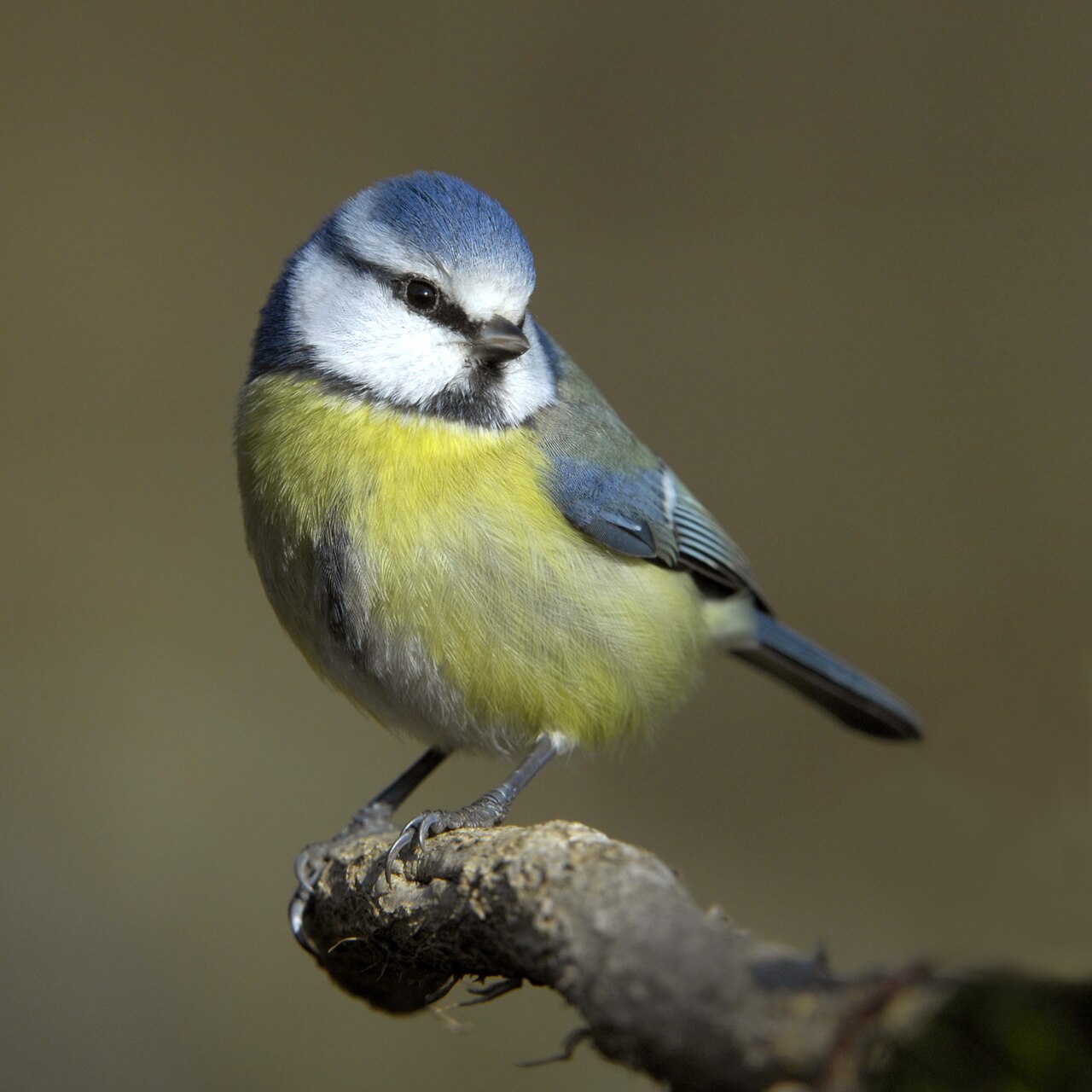 Mésange bleue (Cyanistes caeruleus) en photographie