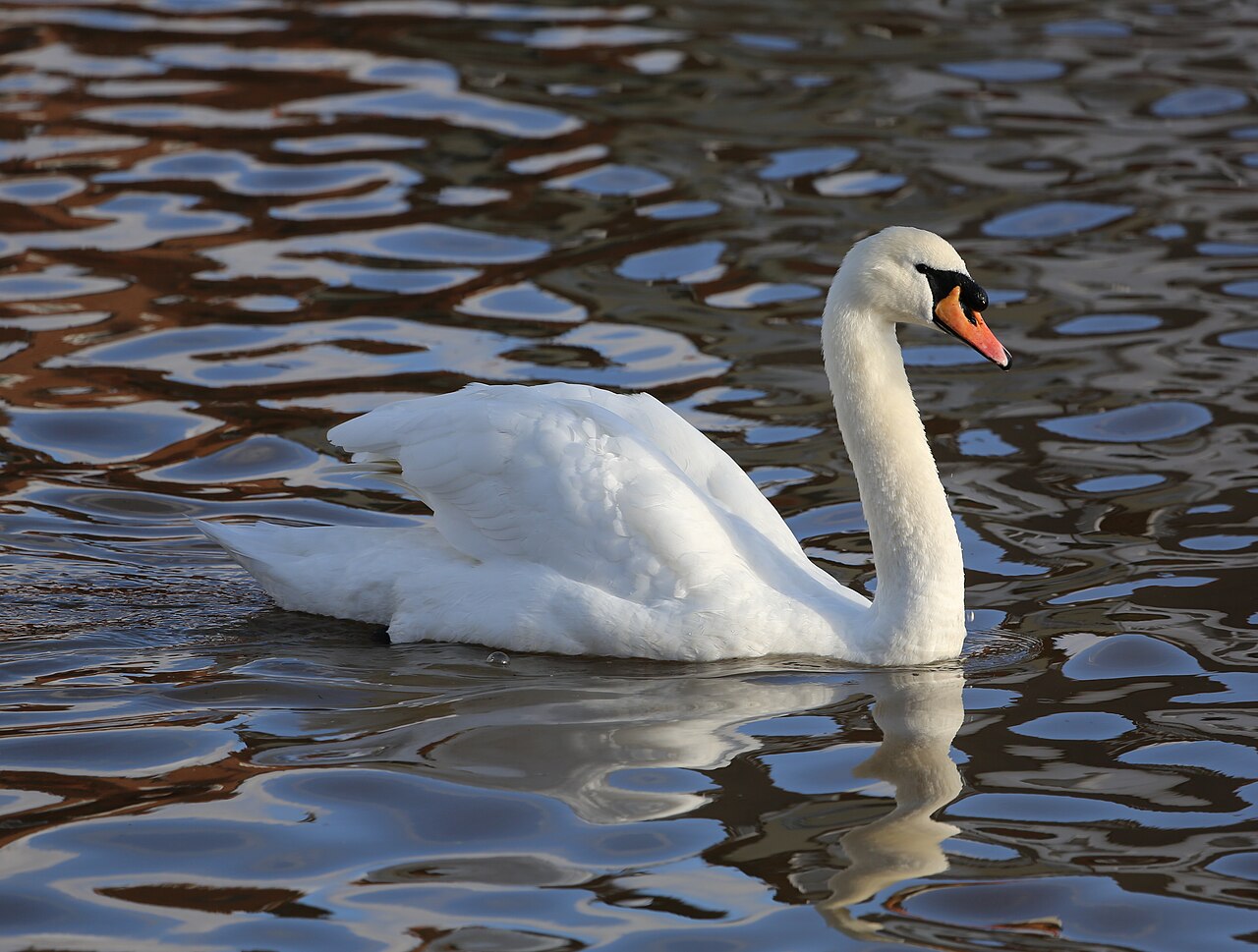 Cygne tuberculé (Cygnus olor) en photographie