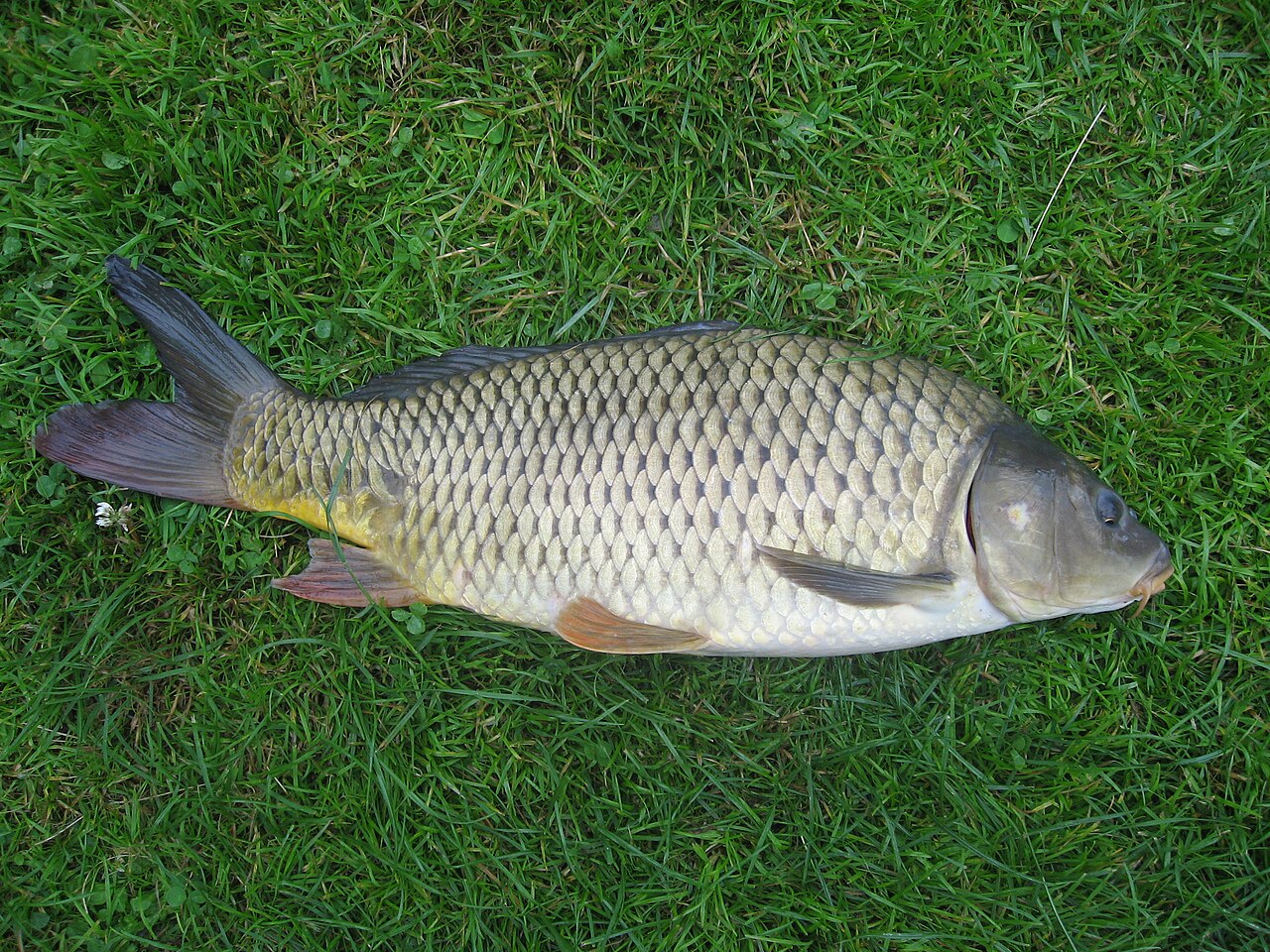 Carpe commune (Cyprinus carpio) en photographie