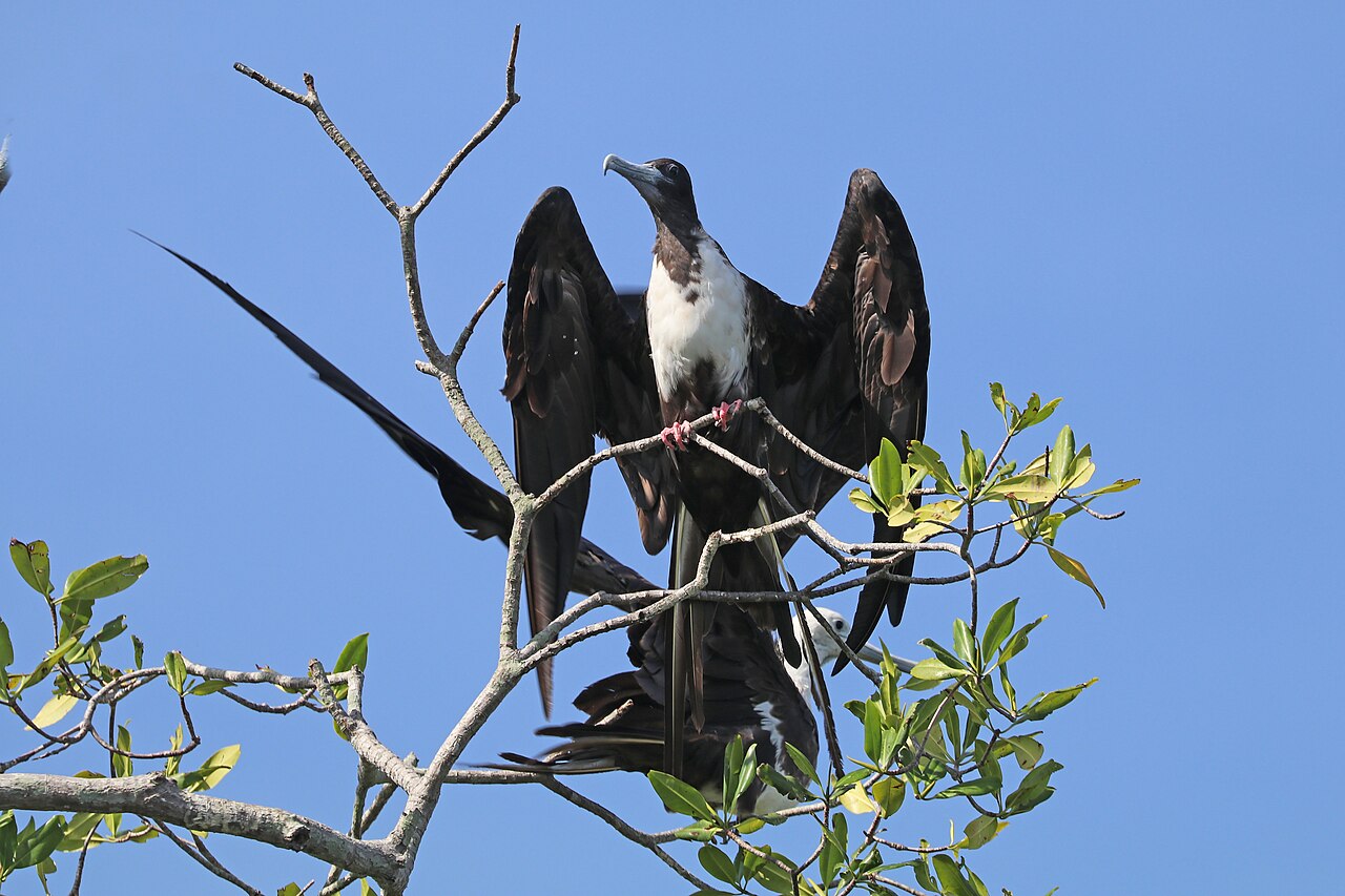 Frégate superbe (Fregata magnificens) en photographie