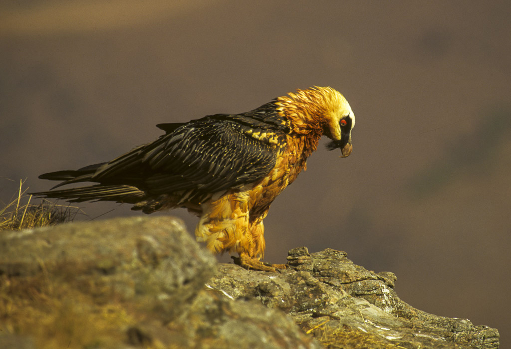 Gypaète barbu (Gypaetus barbatus) en photographie