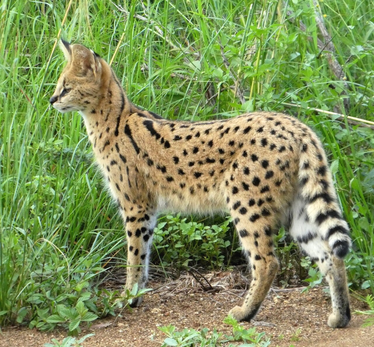 Serval (Leptailurus serval) en photographie