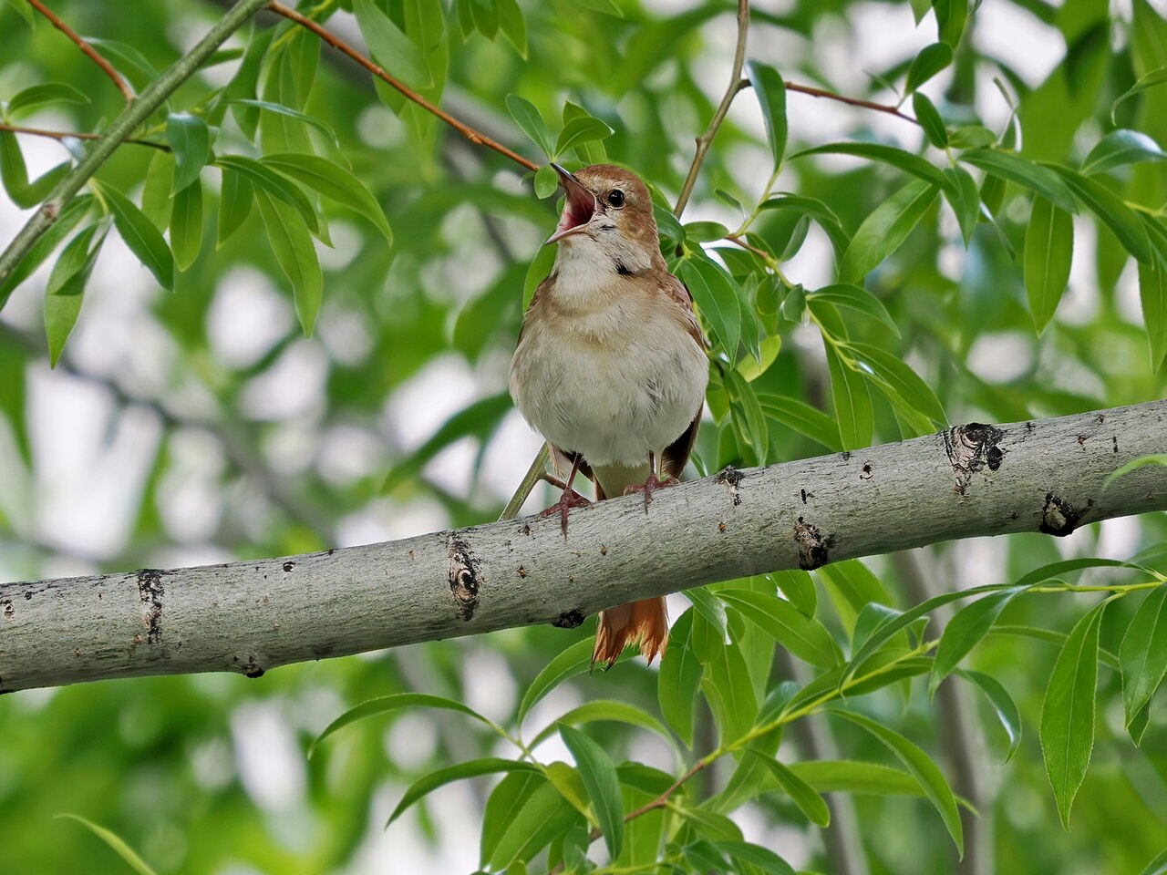 Rossignol philomèle (Luscinia megarhynchos) en photographie