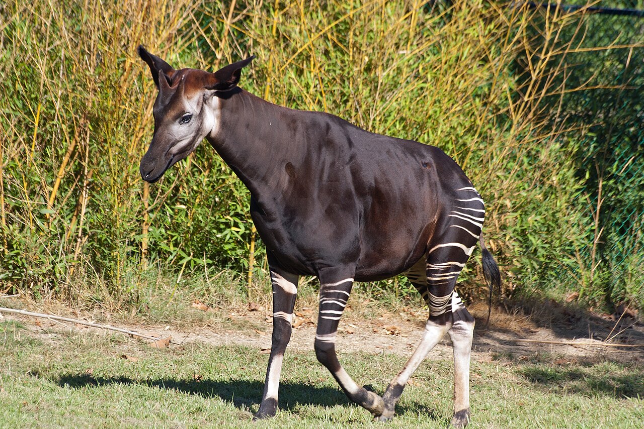 Okapi (Okapia johnstoni) en photographie