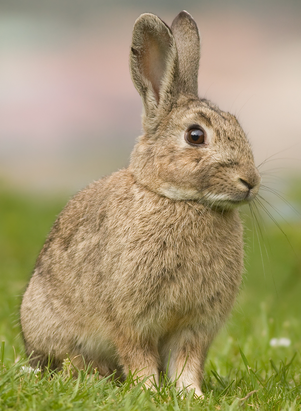 Lapin de garenne (Oryctolagus cuniculus) en photographie
