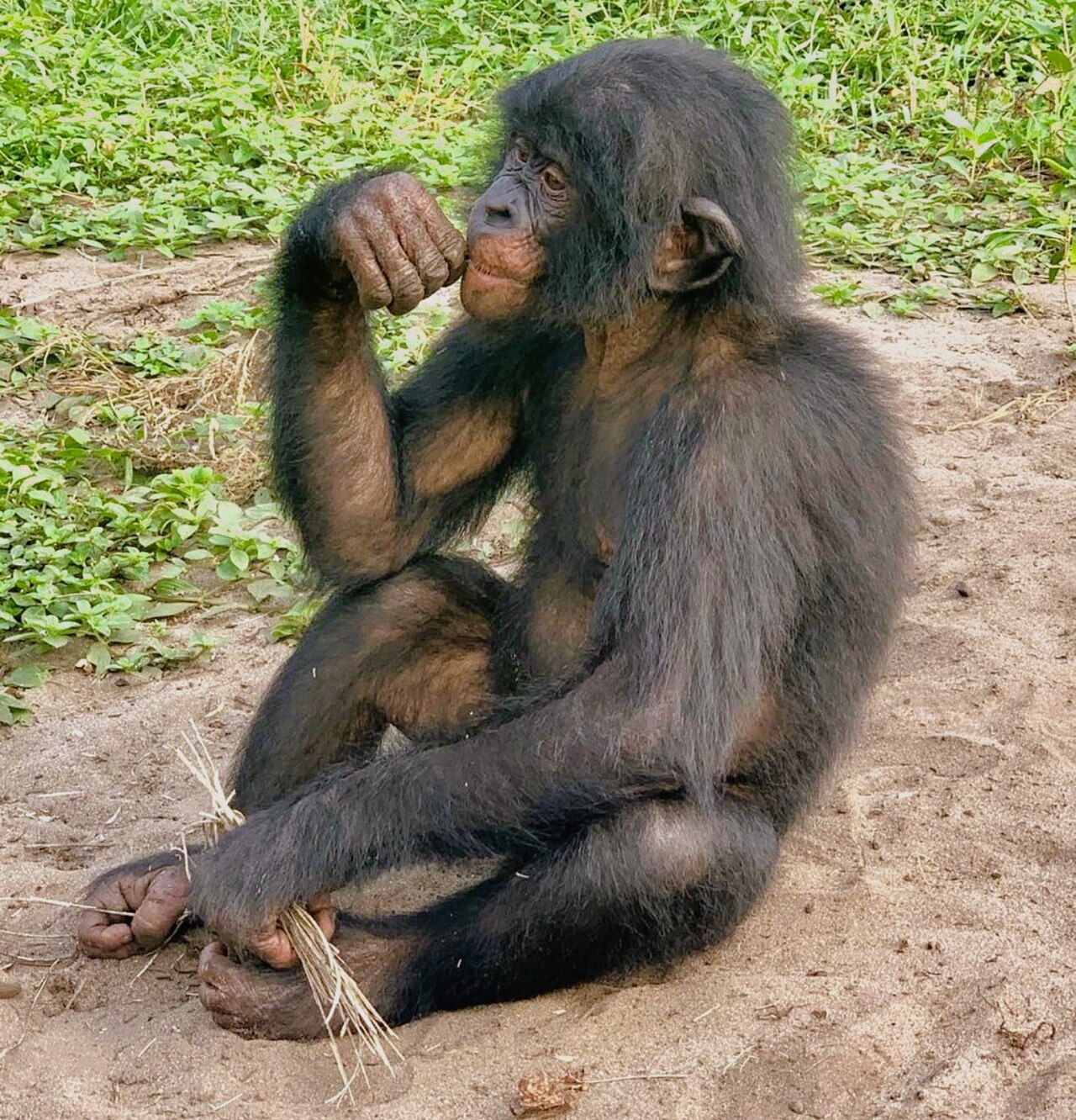 Bonobo (Pan paniscus) en photographie
