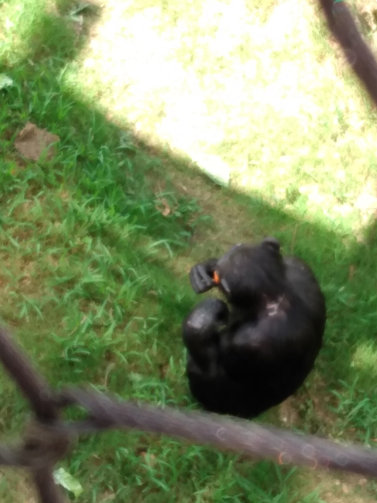 Chimpanzé (Pan troglodytes) en photographie