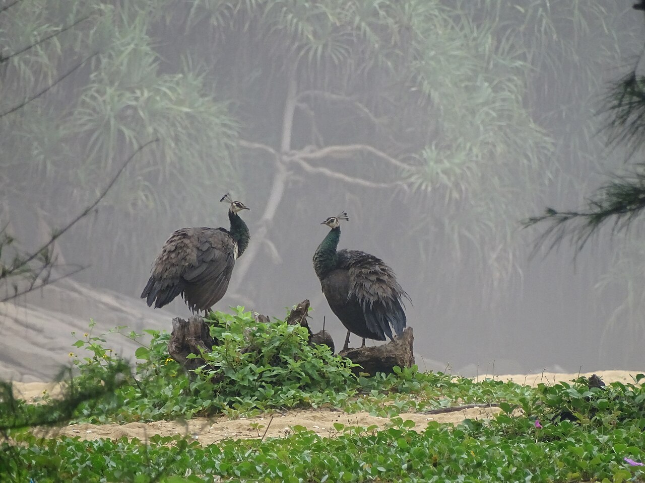 Paon bleu (Pavo cristatus) en photographie