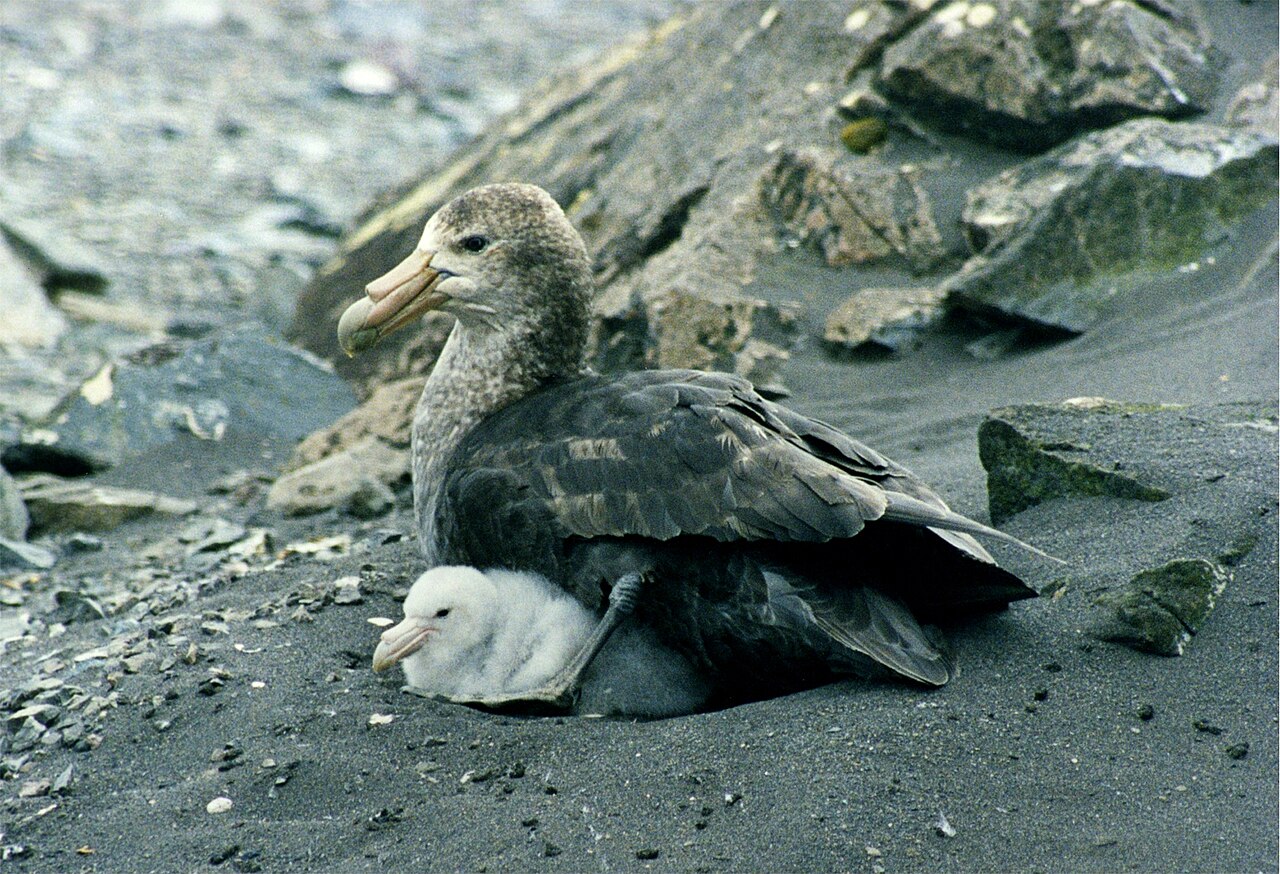 Pétrel géant (Macronectes giganteus) en photographie