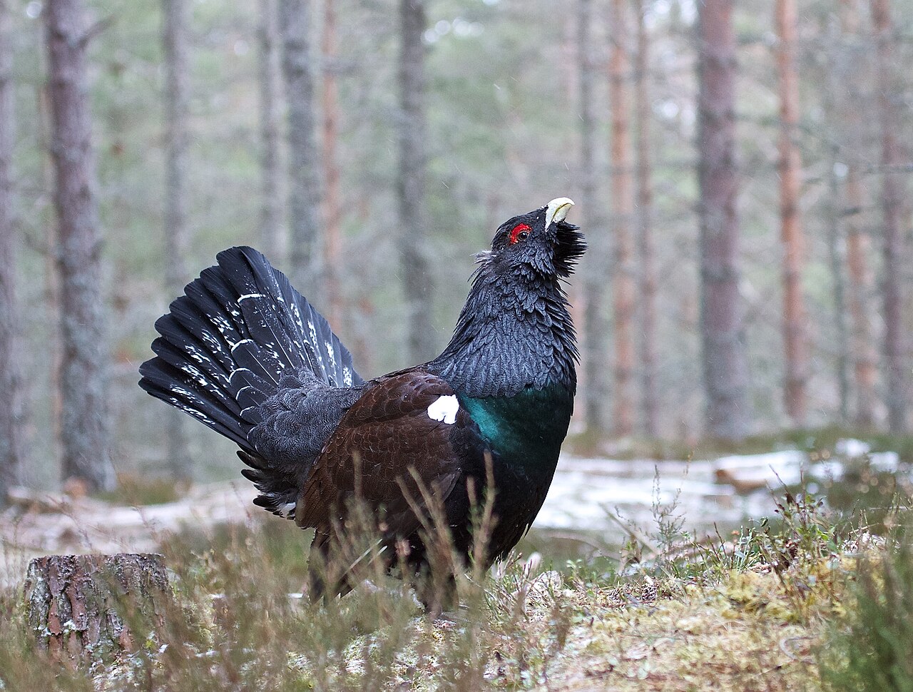 Grand tétras (Tetrao urogallus) en photographie