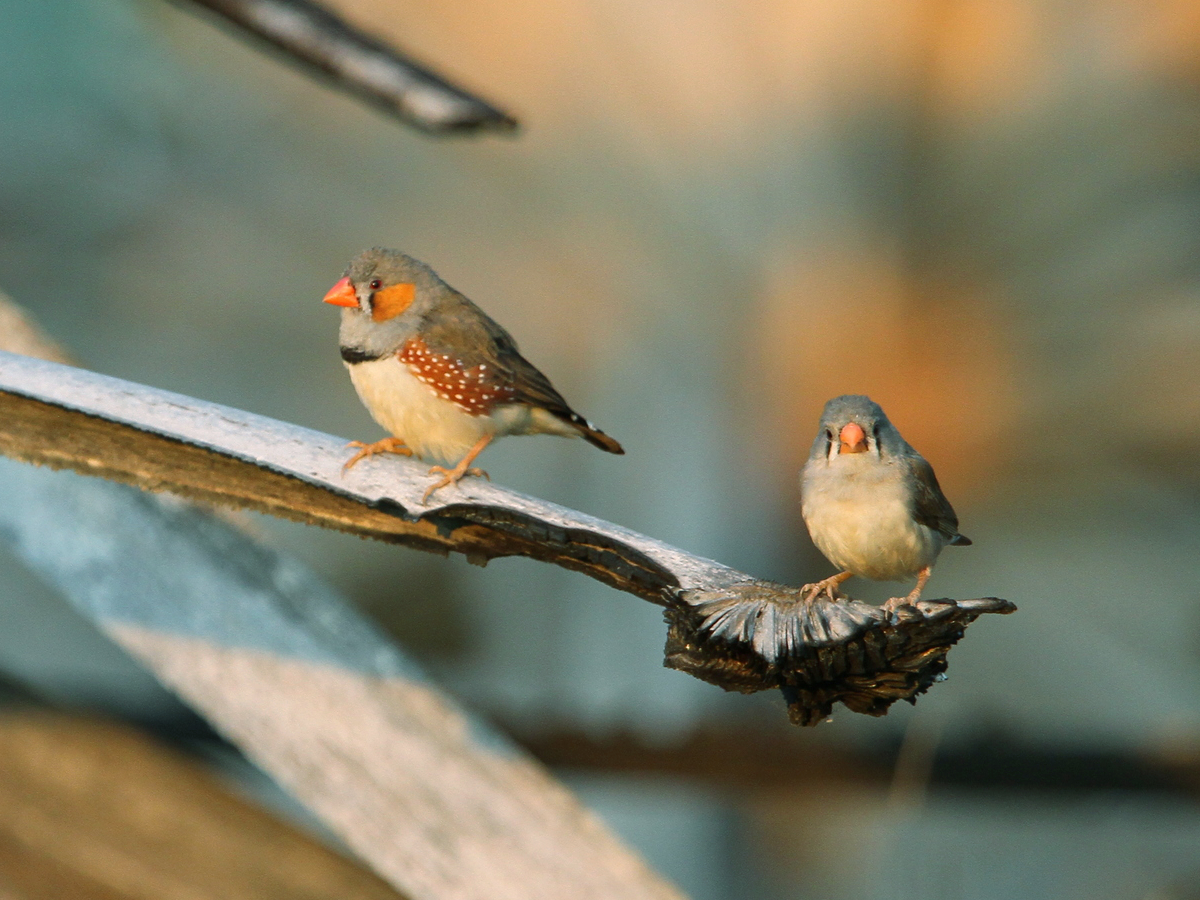 Diamant mandarin (Taeniopygia guttata) en photographie
