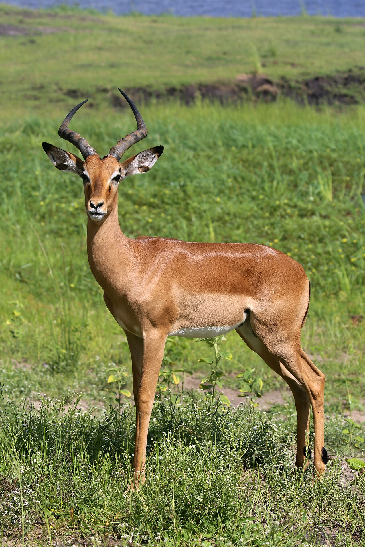 Impala (Aepyceros melampus) en photographie