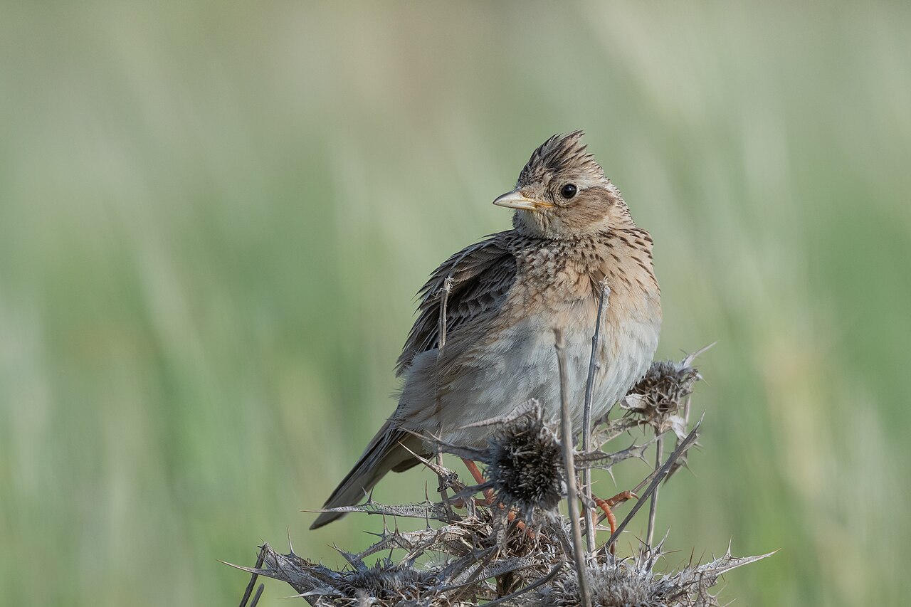 Alouette des champs (Alauda arvensis) en photographie