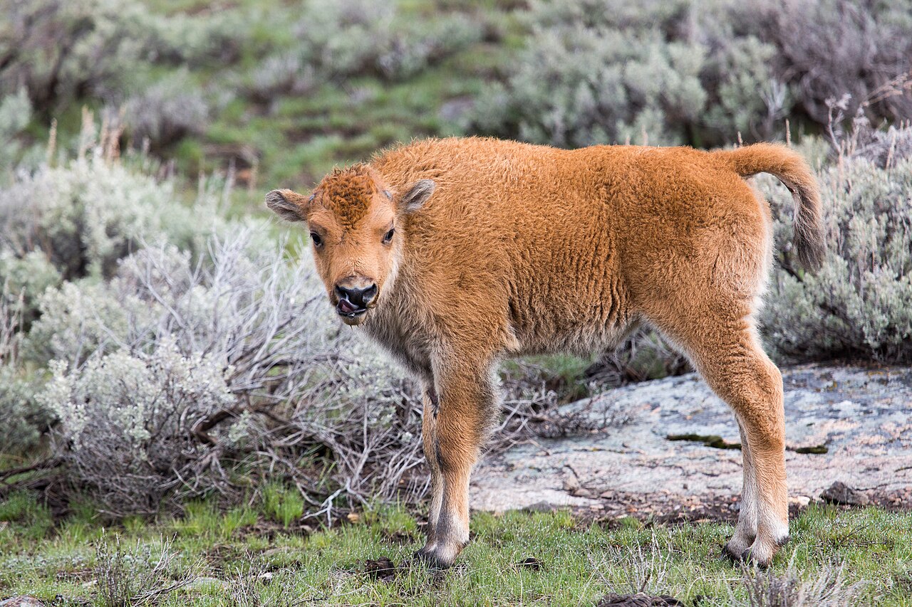 Bison d'Amérique (Bison bison) en photographie
