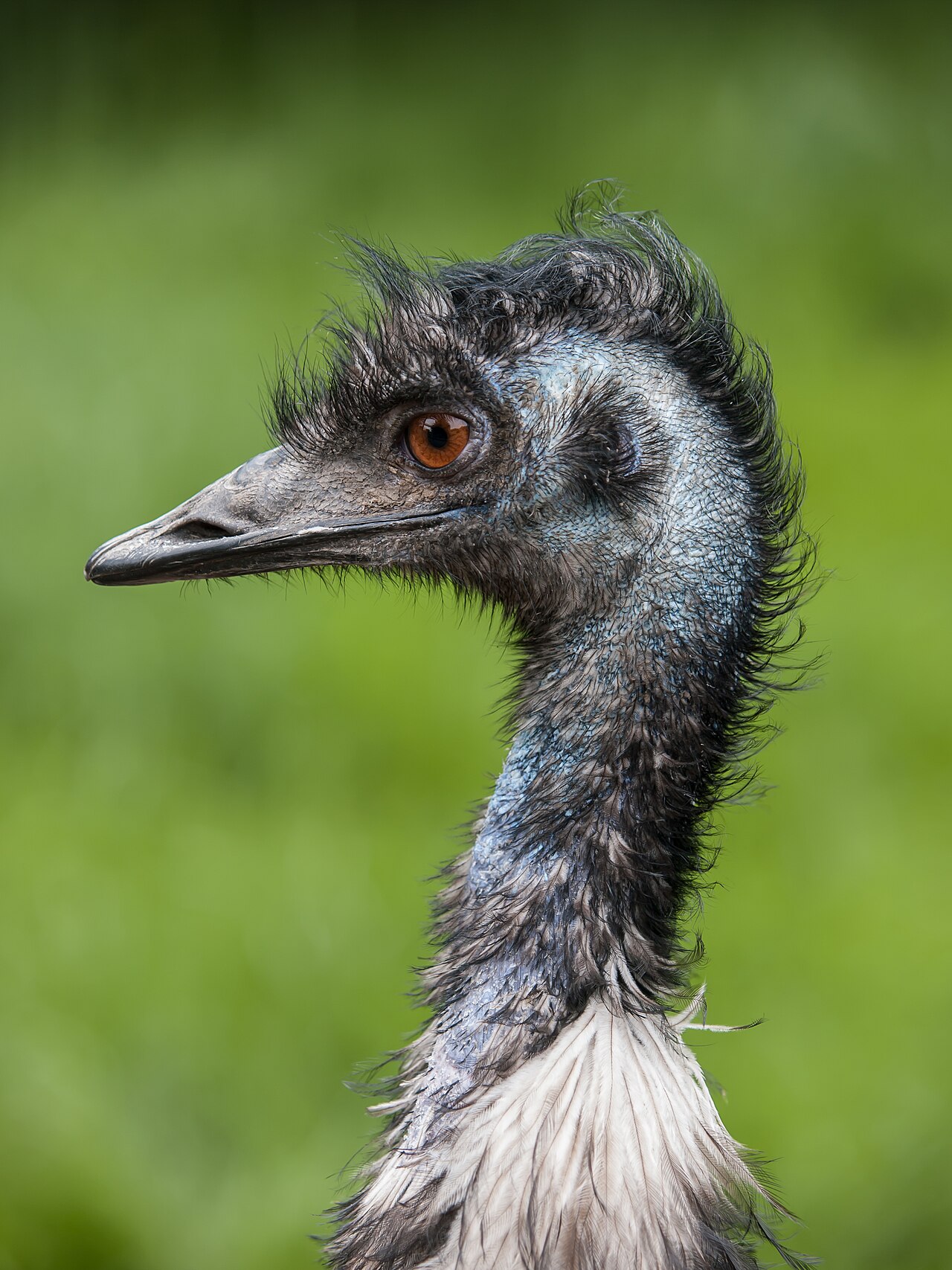 Émeu d’Australie (Dromaius novaehollandiae) en photographie