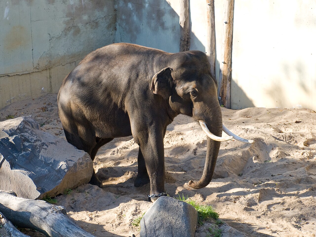 Éléphant d'Asie (Elephas maximus) en photographie