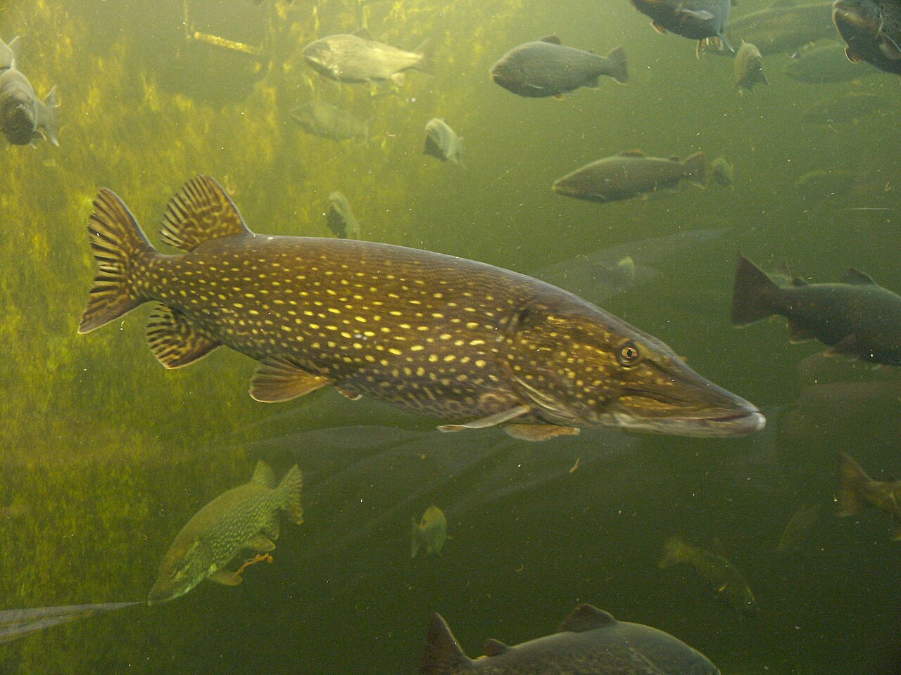 Brochet (Esox lucius) en photographie
