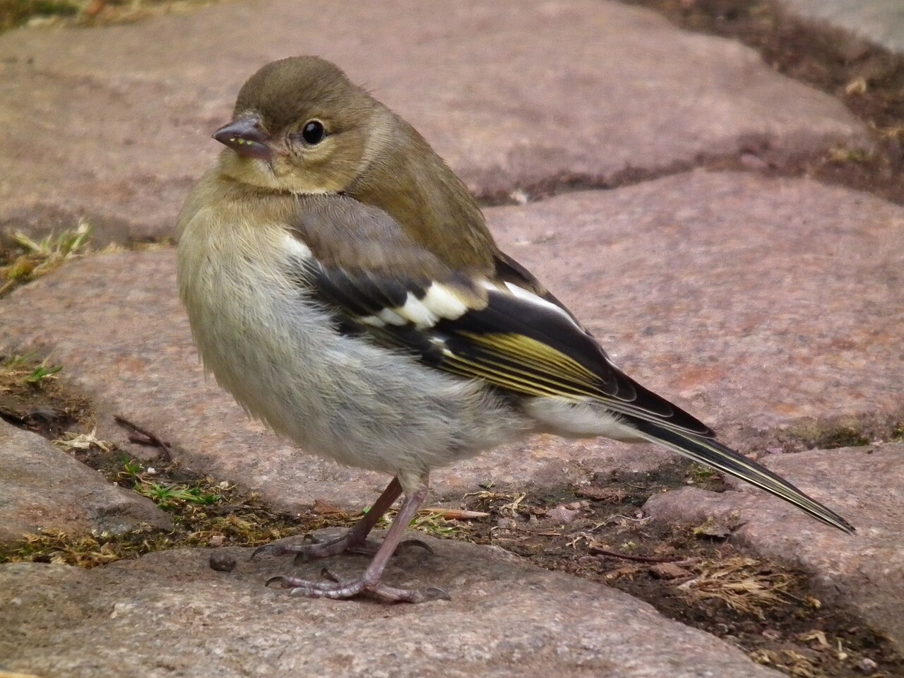 Pinson des arbres (Fringilla coelebs) en photographie