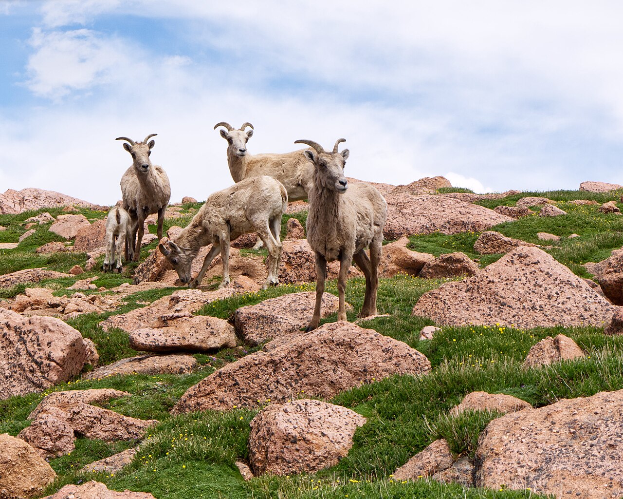 Mouflon canadien (Ovis canadensis) en photographie