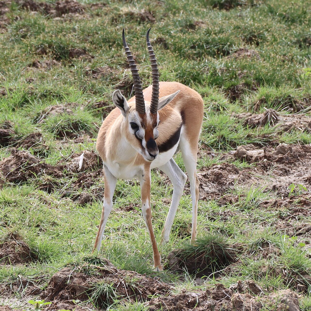 Gazelle de Thomson (Eudorcas thomsonii) en photographie