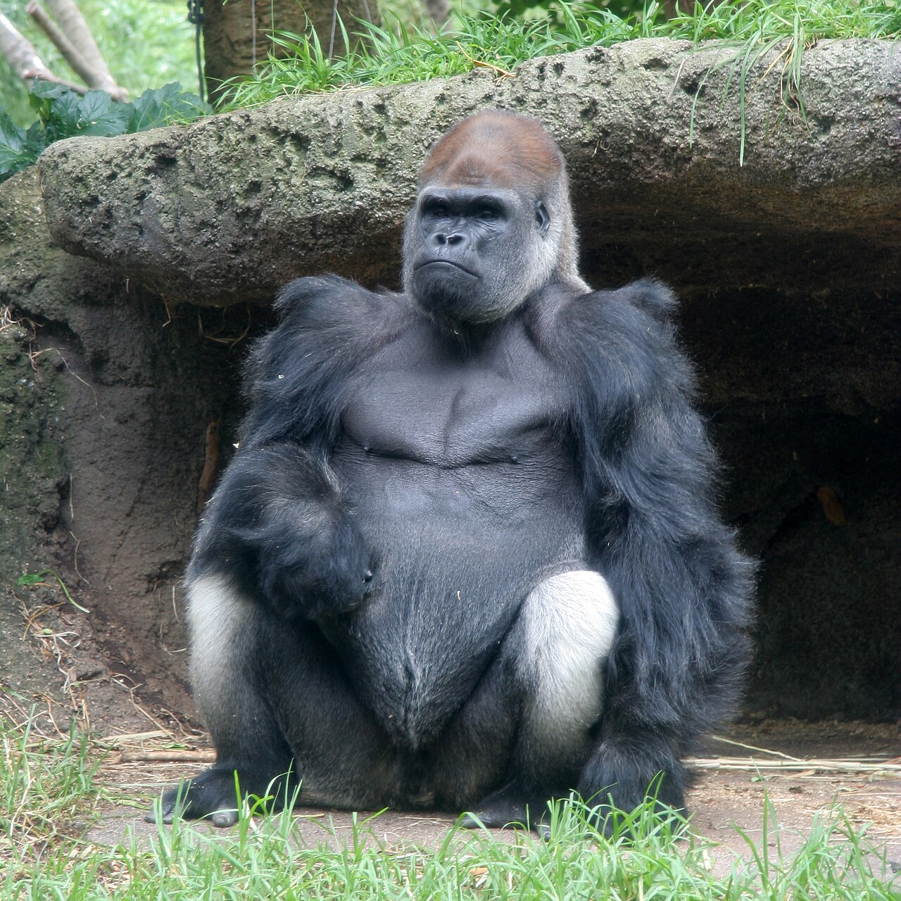 Gorille de l’Ouest (Gorilla gorilla) en photographie