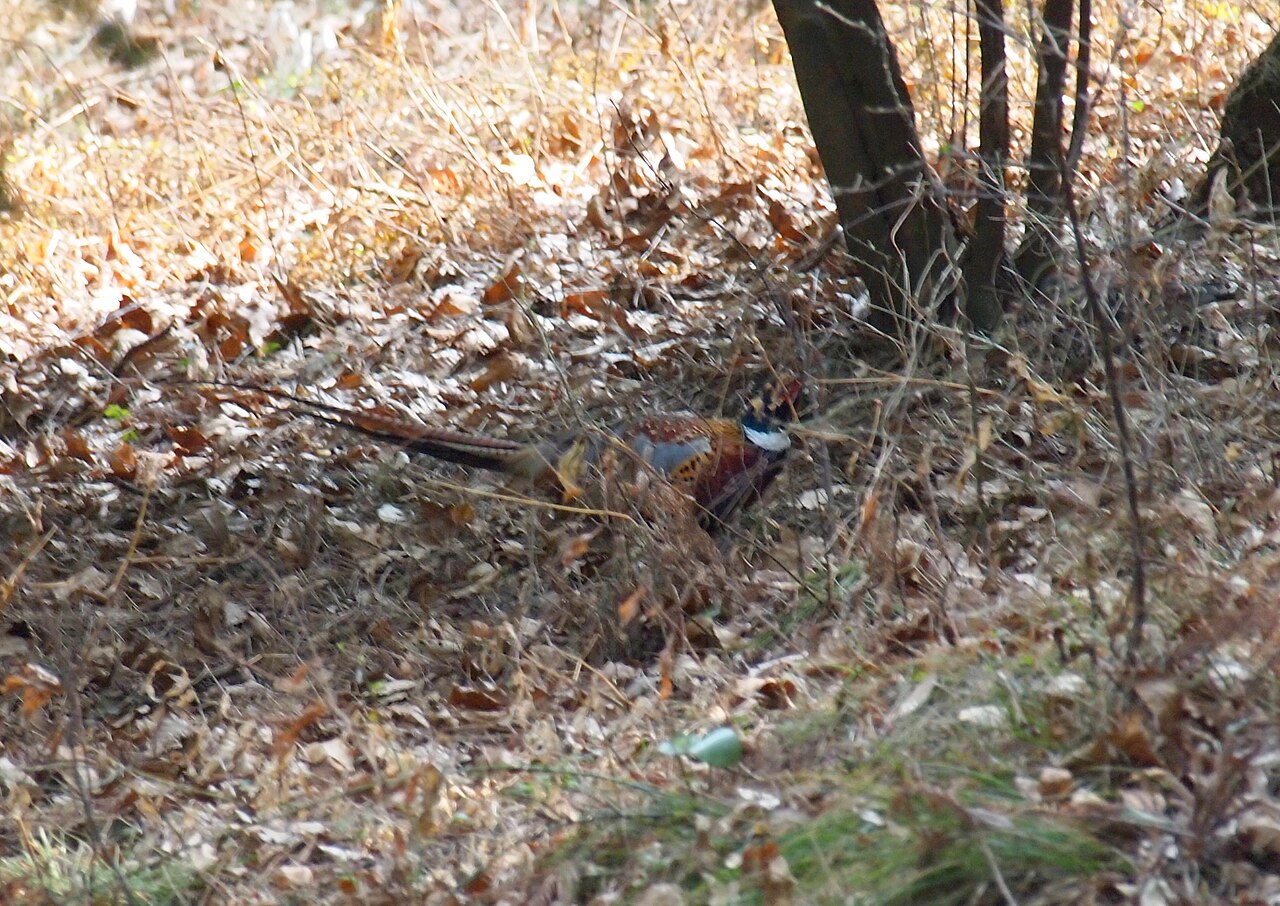 Faisan de Colchide (Phasianus colchicus) en photographie
