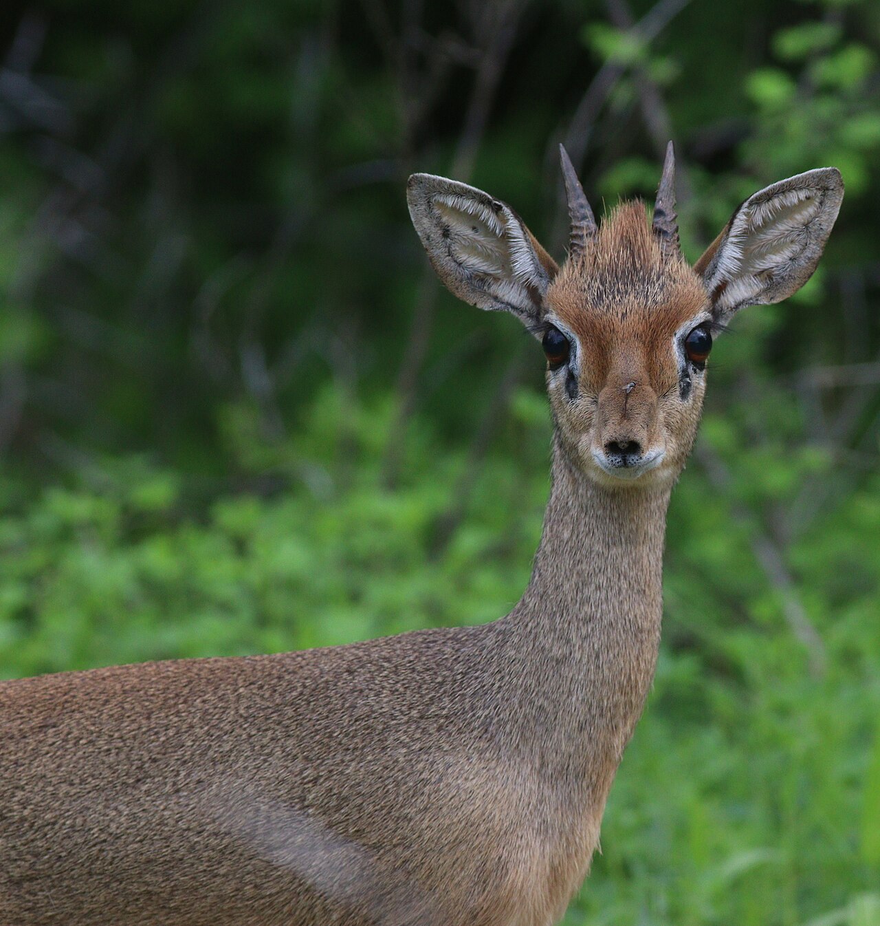 Dik-dik de Kirk (Madoqua kirkii) en photographie