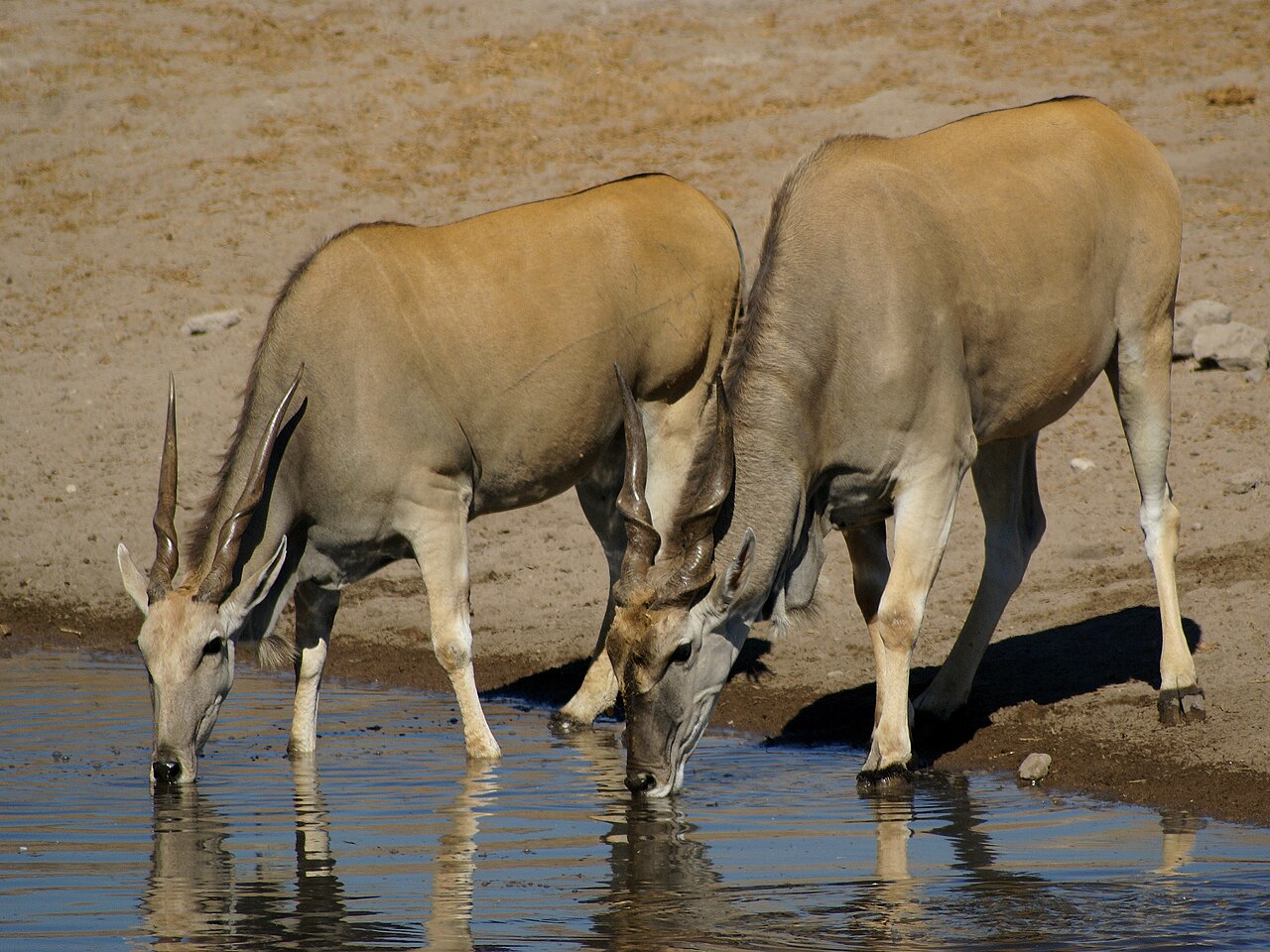 Éland du Cap (Taurotragus oryx) en photographie