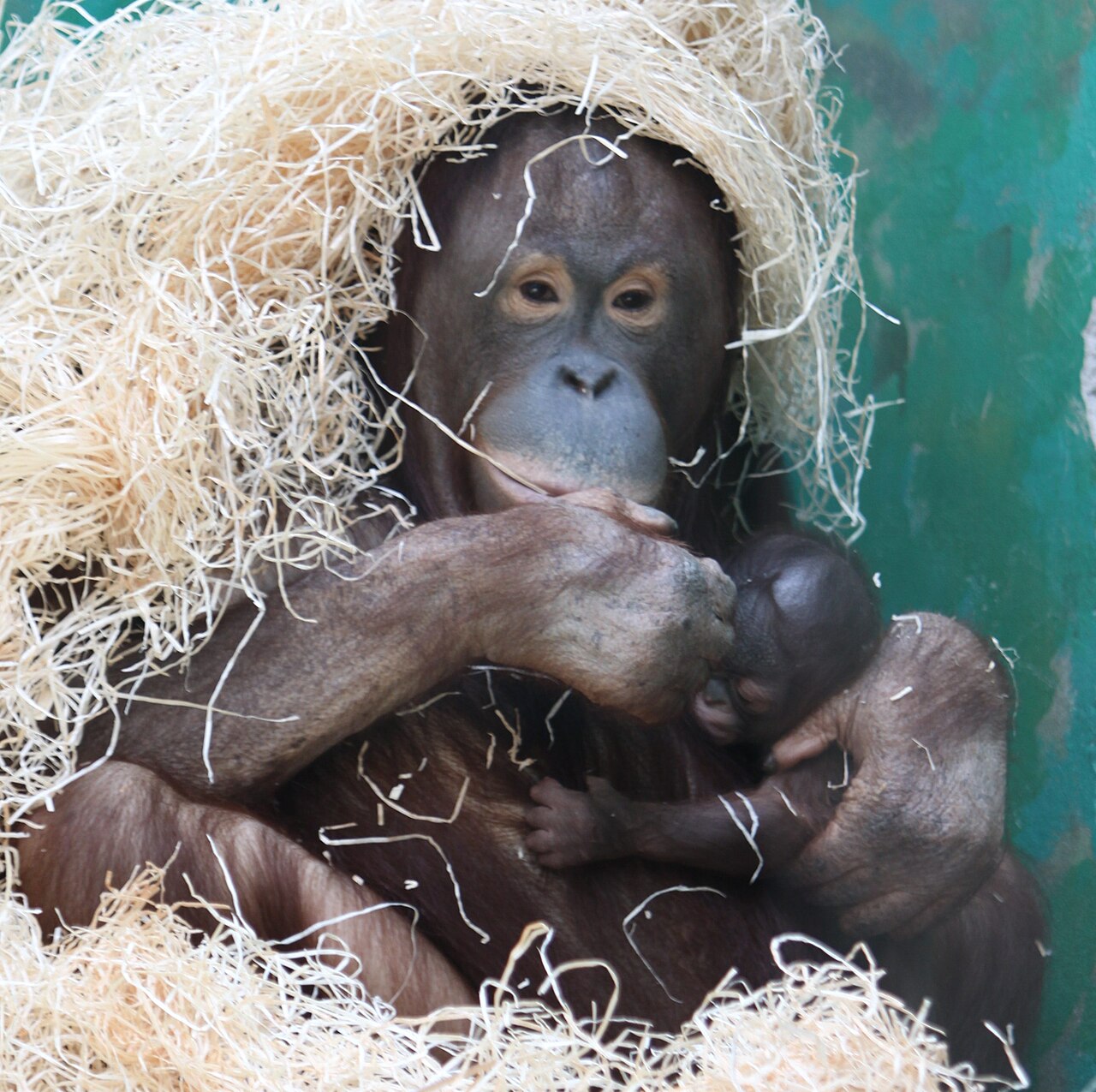 Orang-outan de Bornéo (Pongo pygmaeus) en photographie