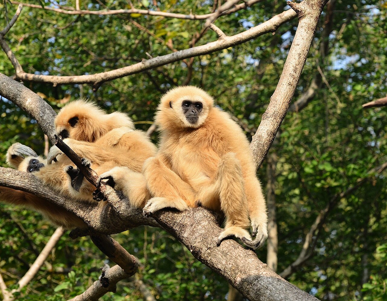 Gibbon à mains blanches (Hylobates lar) en photographie