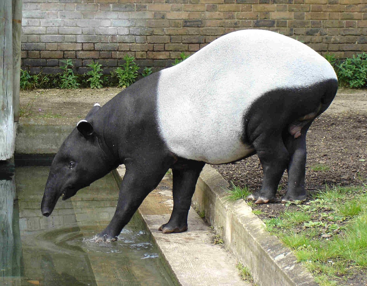 Tapir malais (Acrocodia indica) en photographie