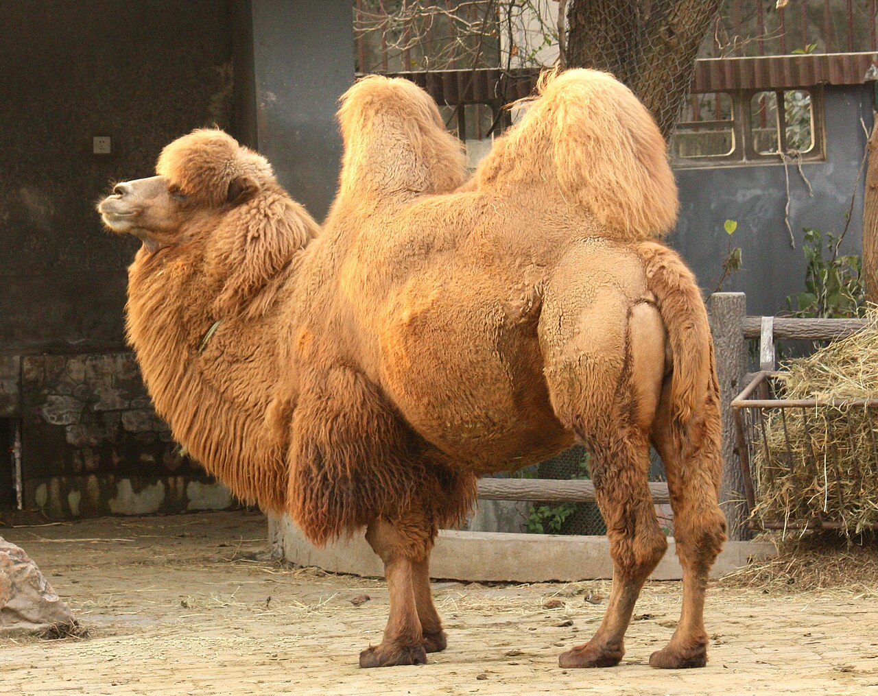 Chameau de Bactriane (Camelus bactrianus) en photographie