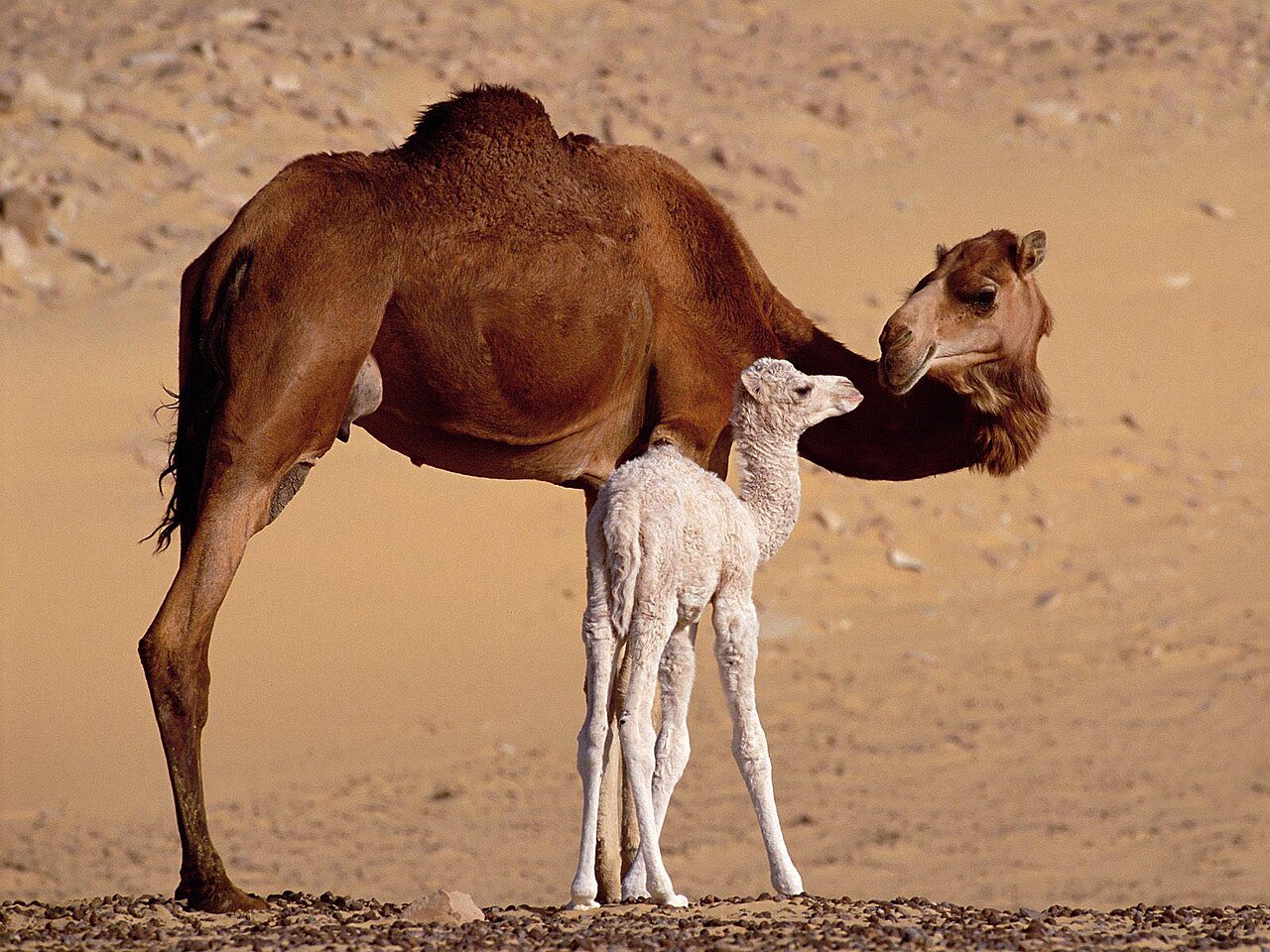 Dromadaire (Camelus dromedarius) en photographie